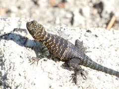 Sceloporus orcutti