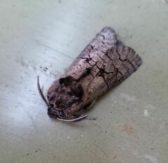 Lepidoptera
