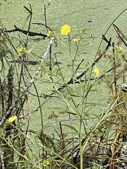 Ludwigia leptocarpa