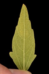Brickellia eupatorioides texana