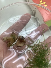 Cryptoplax oculata