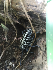 Plectrodera scalator