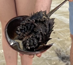 Limulus polyphemus