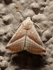 Eublemma recta