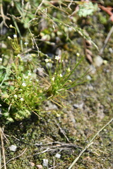 Androsace filiformis