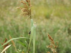 Panurus biarmicus