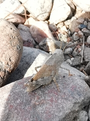 Dissosteira carolina