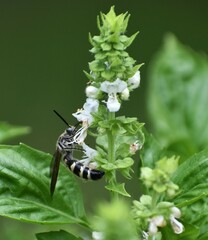 Dielis plumipes