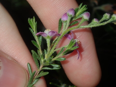 Philotheca spicata
