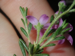 Philotheca spicata
