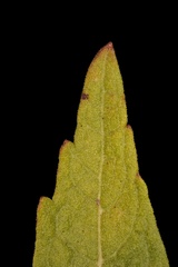 Brickellia eupatorioides texana