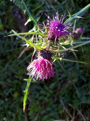 Cirsium arisanense