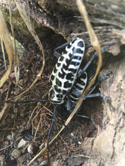 Plectrodera scalator