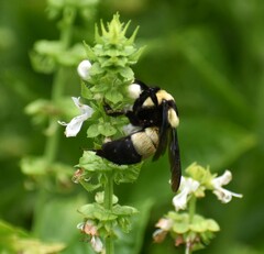 Bombus fraternus