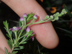 Philotheca spicata
