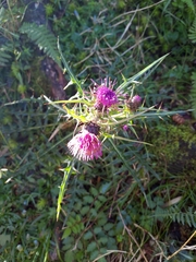 Cirsium arisanense