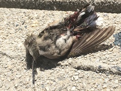 Caprimulgiformes