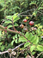 Rosa transmorrisonensis