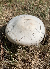 Agaricus arvensis