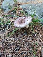 Russula cyanoxantha