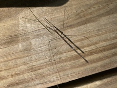Emesaya brevipennis