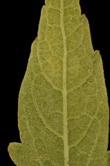 Brickellia eupatorioides texana