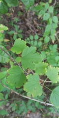 Ribes cynosbati