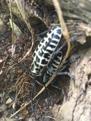 Plectrodera scalator