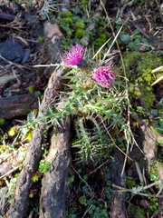 Cirsium arisanense