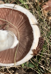 Agaricus arvensis