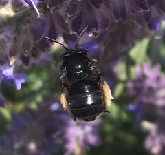 Melissodes bimaculatus