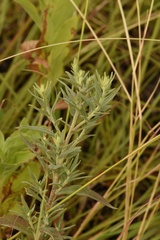 Brickellia eupatorioides texana