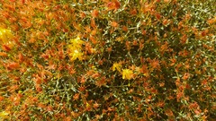 Hypericum triquetrifolium
