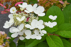 Hydrangea paniculata