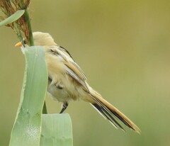 Panurus biarmicus