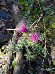 Cirsium arisanense