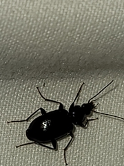 Agonum