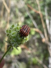 Graphosoma italicum italicum