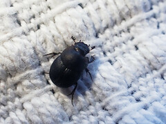 Onthophagus