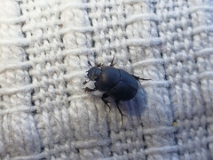 Onthophagus