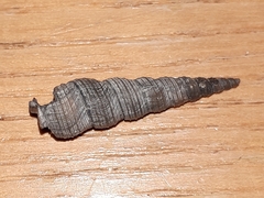 Turritellinella tricarinata