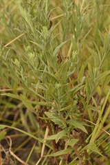 Brickellia eupatorioides texana