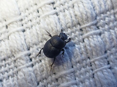 Onthophagus