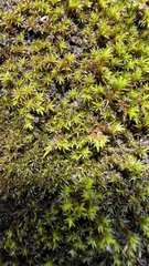 Racomitrium