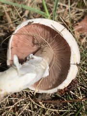 Agaricus arvensis