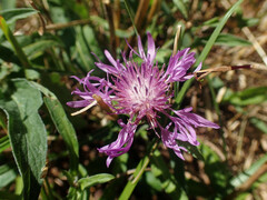 Centaurea jacea