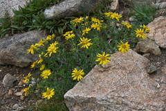 Heterotheca pumila