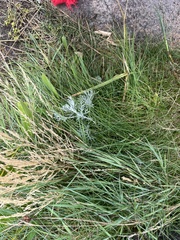 Artemisia maritima