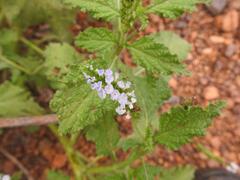 Heliotropium indicum image