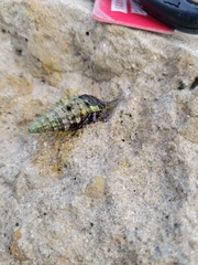 Clibanarius tricolor